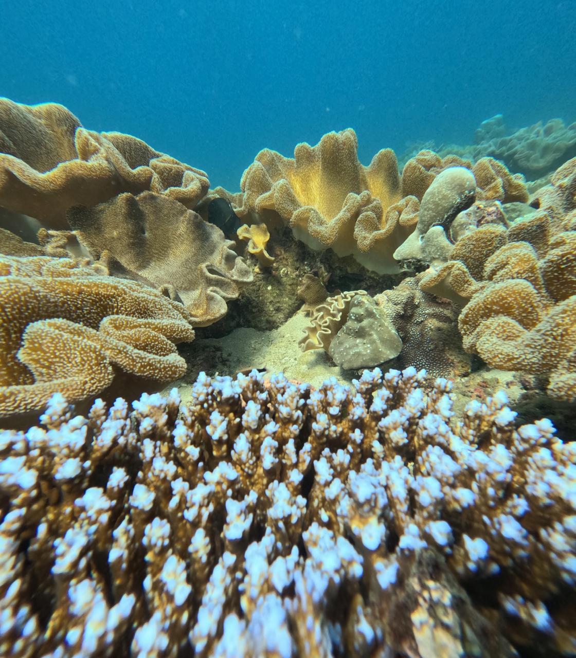 Fun Dives